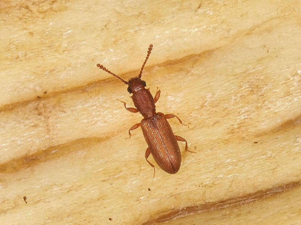 Silvanus bidentatus (Silvanidae)